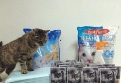 网红吃瓜猫,揭秘娱乐圈幕后故事